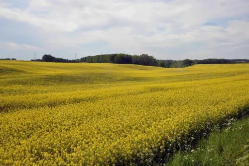 Nasze Zacisze Osiedle Kaszubska Ostoja - Image 1