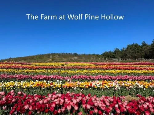 Luxury Farm Stay at The Lodge at Wolf Pine Hollow - Image 1
