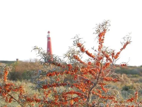 De Salon op Schiermonnikoog - Image 1