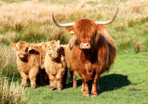 Drumbuie Farm - Image 1