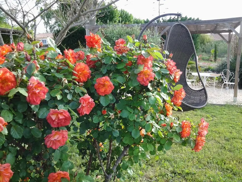 Aux Roses De L'etang - Image 1