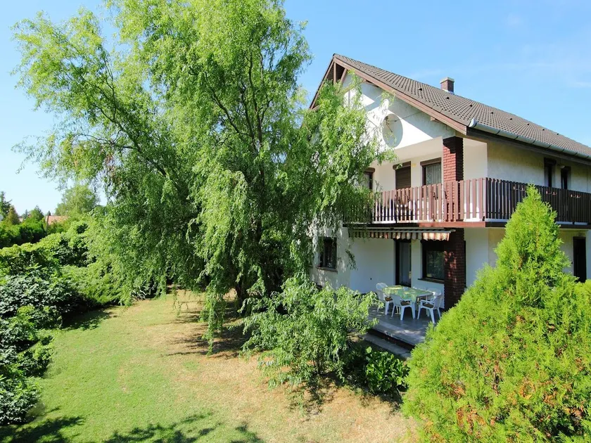 Picea Balatonfenyves - Image 1