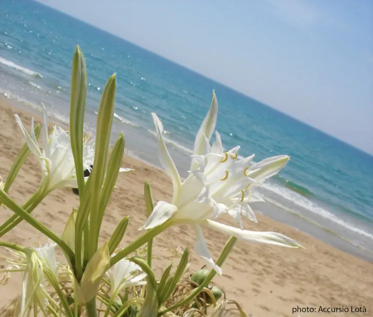 Villa Fiori Beach - Image 1