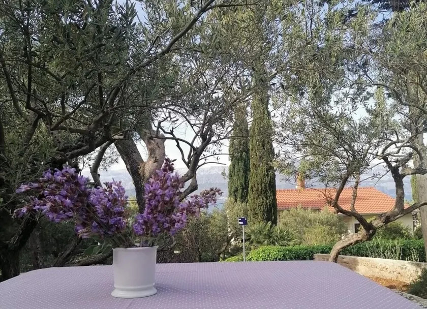 Olive 150 m From sea H - Image 1