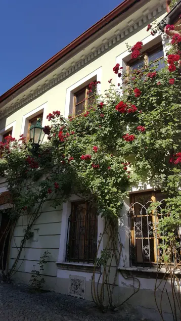 House of Roses - Image 1