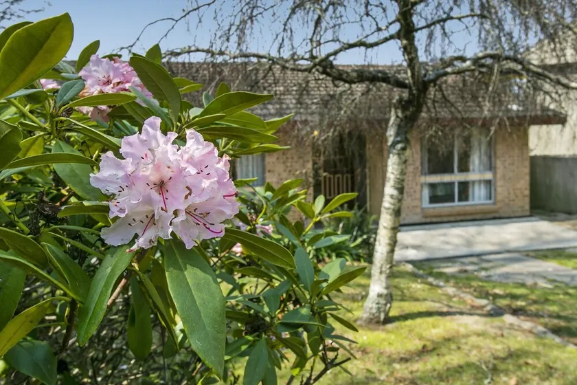 Wentworth Rose - Image 1