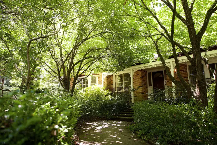 Leura Camellias - Image 1
