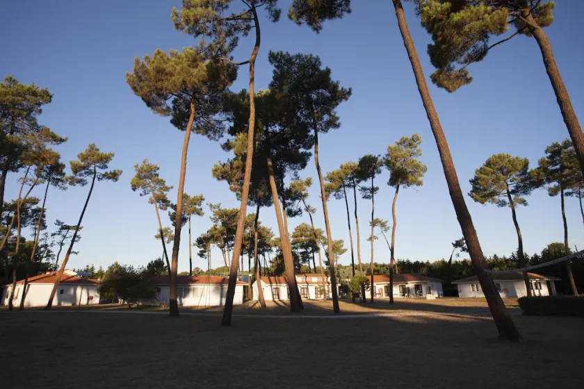 Sous Les Pins - Image 1