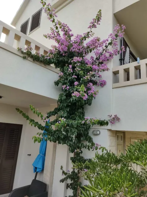Coloured - Apartments on Island - SA3 - Studio : - Image 1