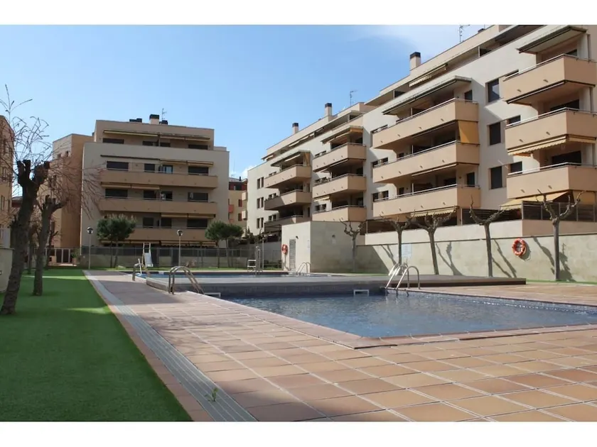 Ficus 4 - Image 1