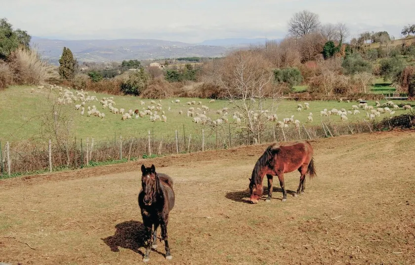 Podere Anteata - Image 1