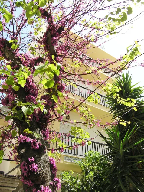 Popy Apartments - Image 1