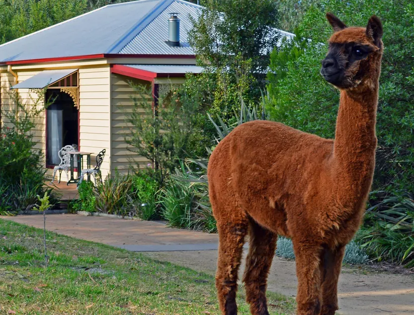 Araluen Park Cottages - Image 1