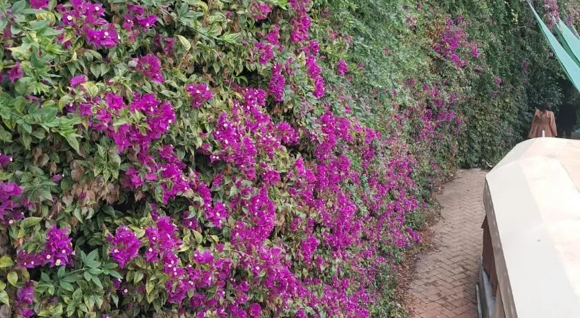 Bouganvillea - Image 1