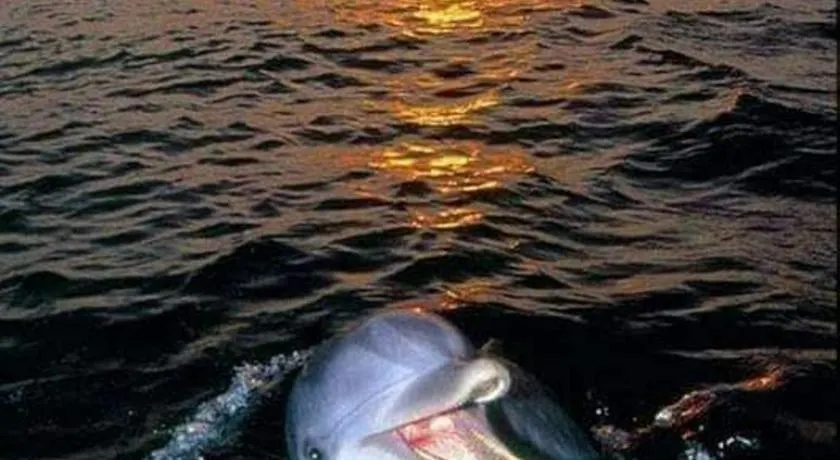 Aspra al delfino blu - Image 1