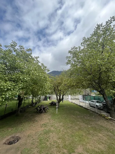 Walnut Tree Pahalgam - Image 1