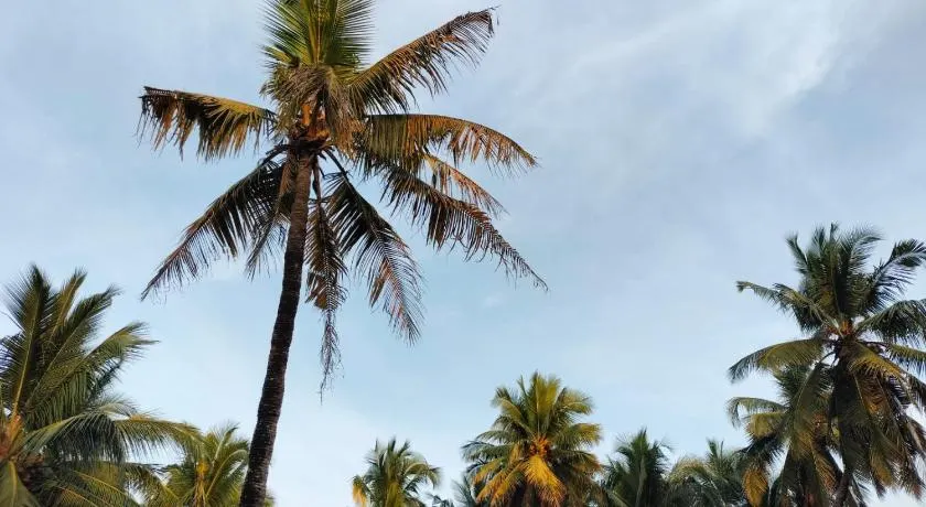 Delta Paradise - Image 1