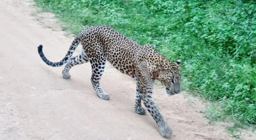 Mamba Yala - Image 1