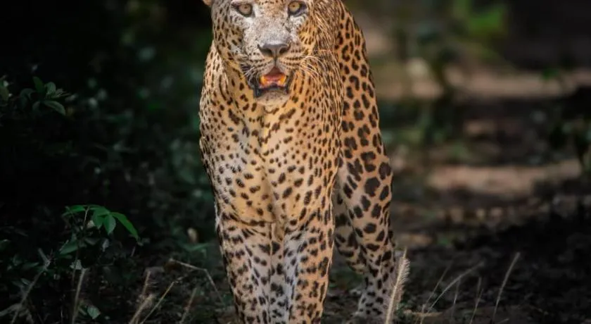 Wilpattu Forest Buma Lodge - Image 1