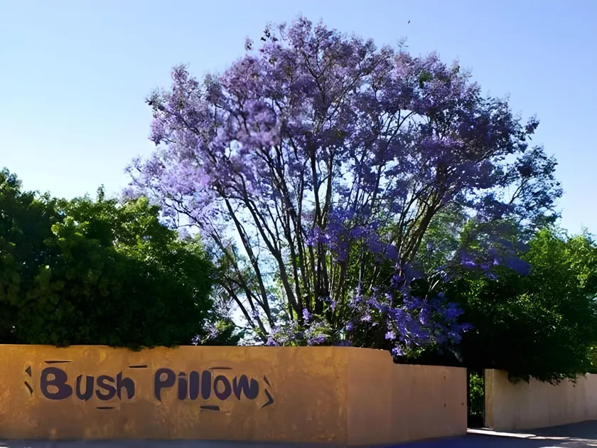 Bush Pillow Guest House - Image 1