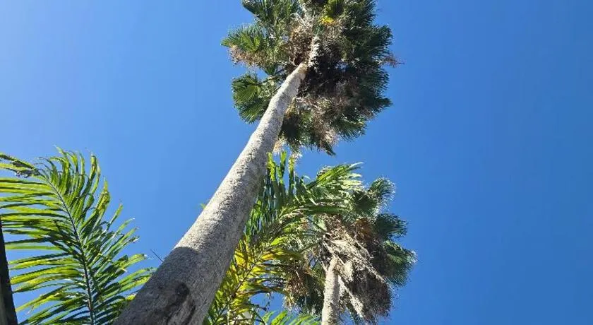 Sea Shell Palms, Ocho Rios - Image 1