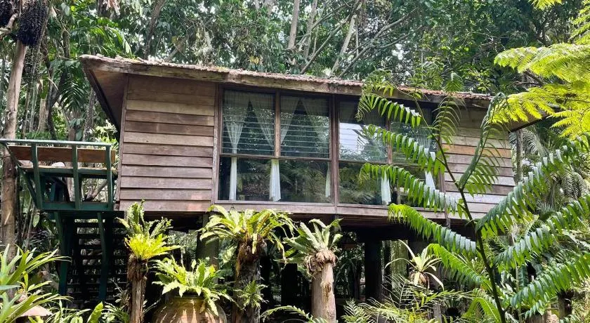 Fern Paradise - Image 1
