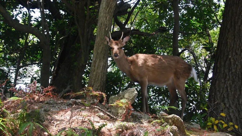 Minshuku Suimeiso <Yakushima> - Image 1