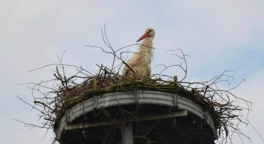 Storchennest an der Spree in Radinkendorf - Image 1