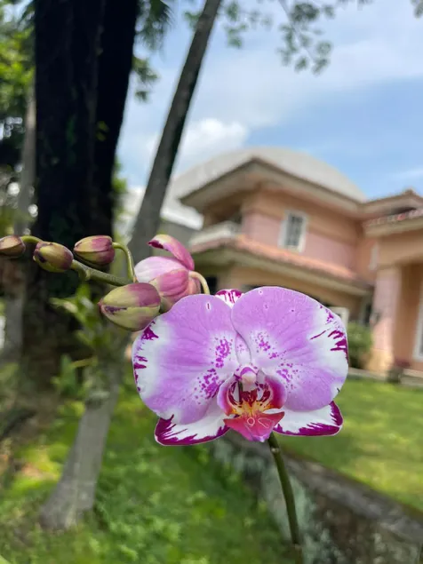 Flower House Villa - Image 1
