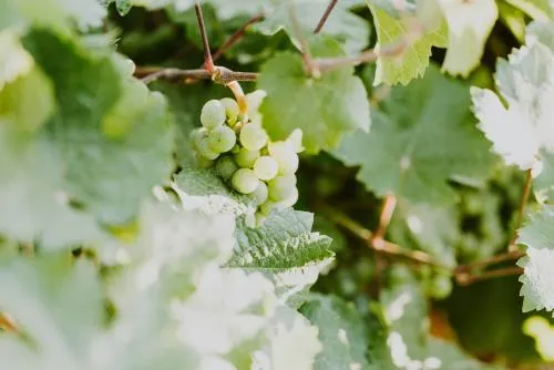 The Vino Camp at Sawtooth Winery - Image 1