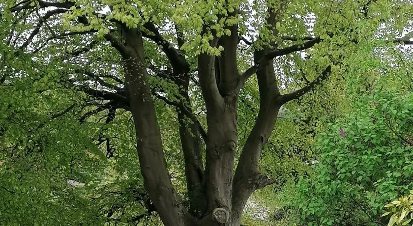 The Beeches - Image 1