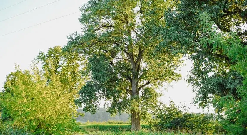 Uroczysko Oleśnica - Image 1