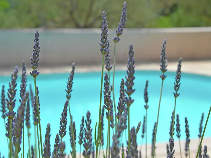 Splendid villa. Private swimmingpool. Nice surrounding. - Image 1
