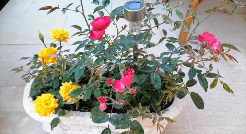 flower garden apartment - Image 1
