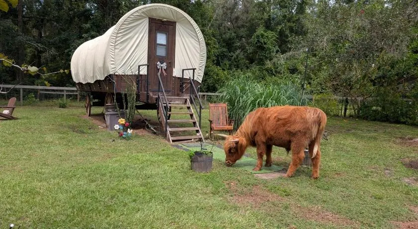 Luxury Covered Wagon, Rooterville Animal Sanctuary - Image 1