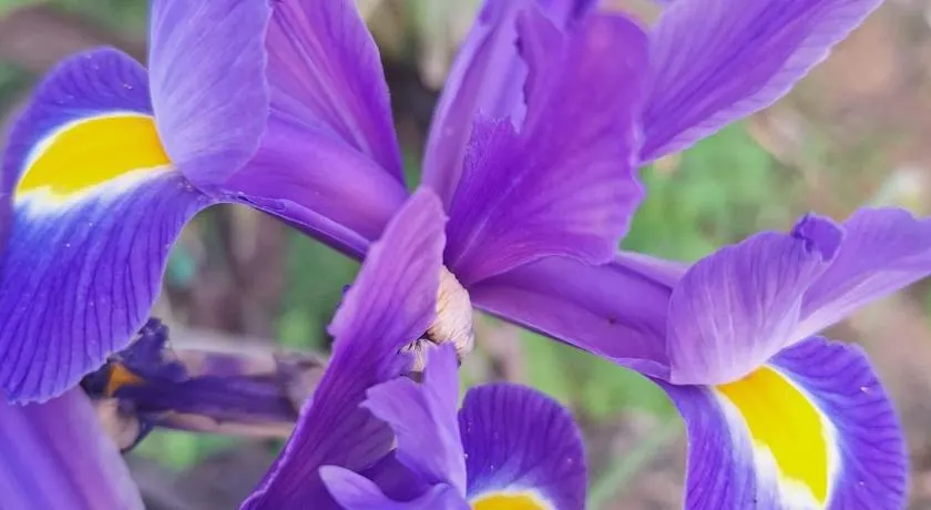 Iris Sabunike - Image 1