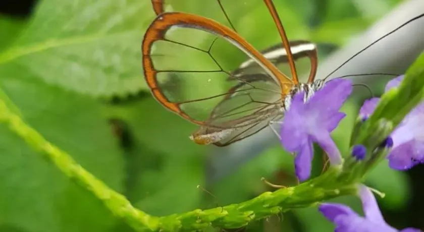 The Butterflies Wood House - Image 1