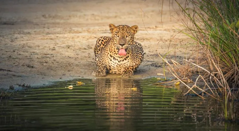V Cabanas Yala Safari Place - Image 1