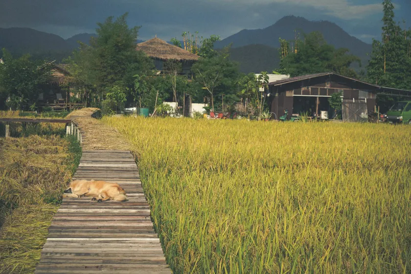 Yidan's Permaculture Farmstay - Image 1