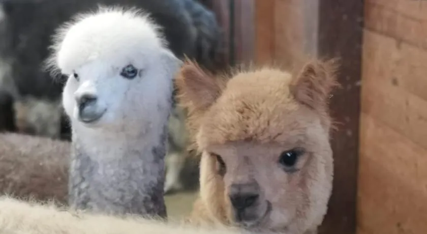 B&B Canossalpaca - Image 1