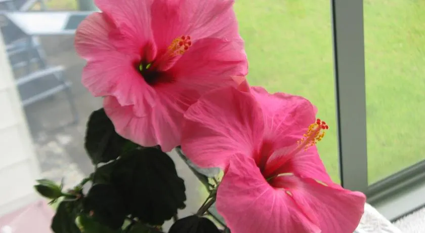 Hibiscus Bed & Breakfast - Image 1