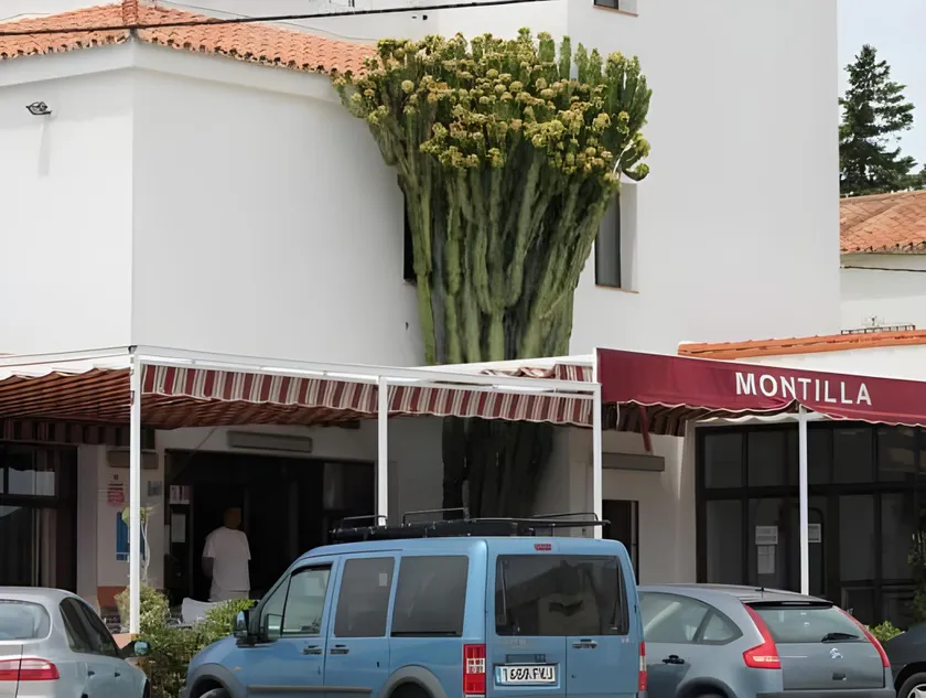 Hostal Montilla Sotogrande - Image 1