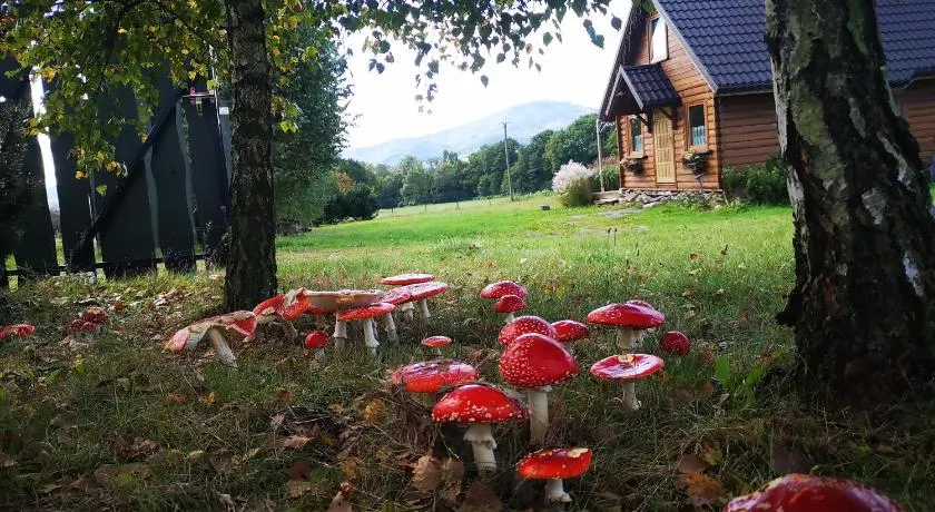 Domek na Kamieńcu - Image 1