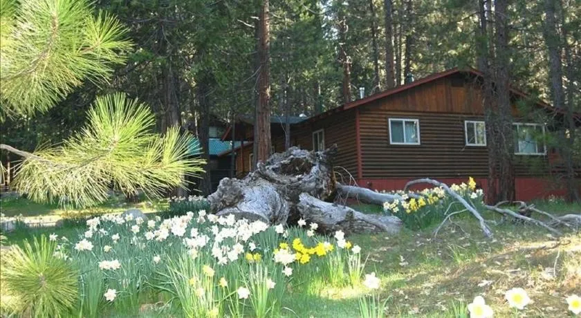 (39) River Song at The Redwoods In Yosemite - Image 1