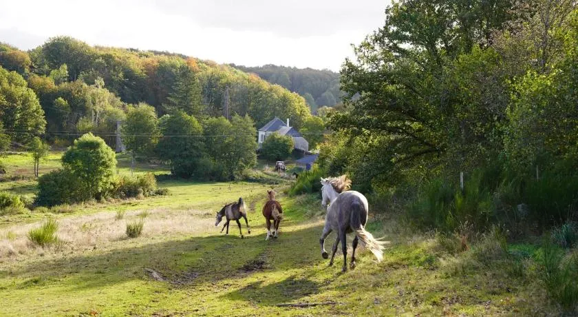 Ferme Équestre Equi'Cantal - Image 1