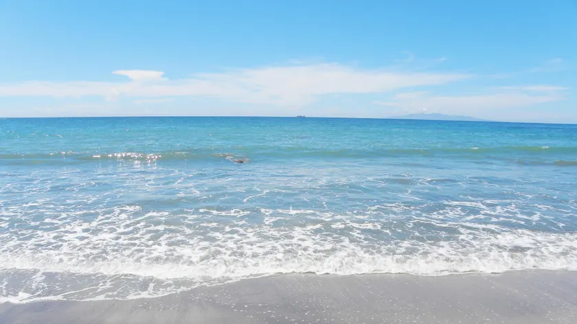 Sunny Coast Minamiboso Pet - Image 1