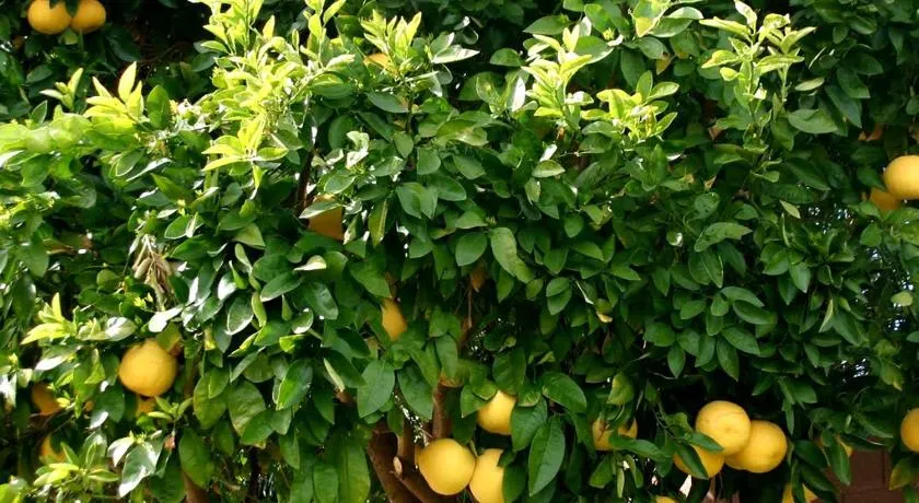 LEMON TREE - Image 1