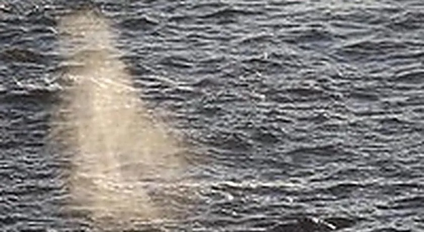 Whale Pointe - Image 1