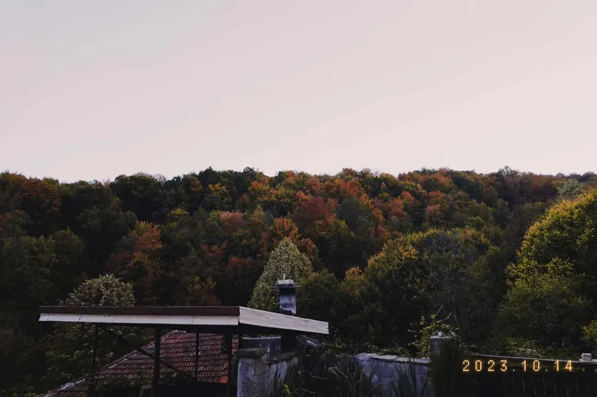 Forest View, Pet friendly Chalet with a garden - Image 1