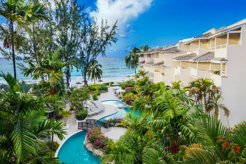Bougainvillea Barbados - Image 1